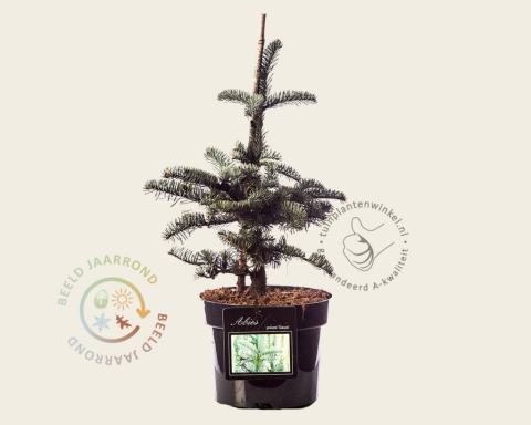 Foto van Edelspar ‘Glauca’