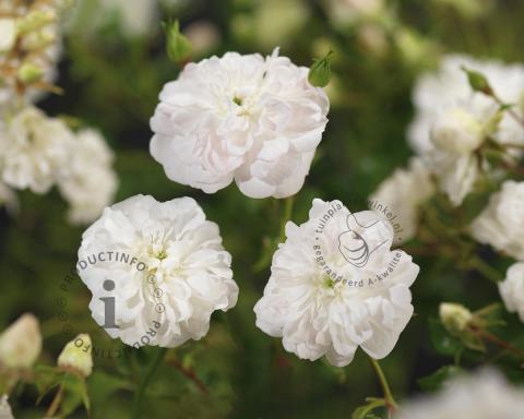 Foto van Roos ‘White Dorothy’
