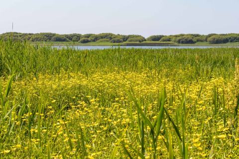 Foto van Grote boterbloem