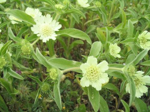 Foto van Sterkogelbloem