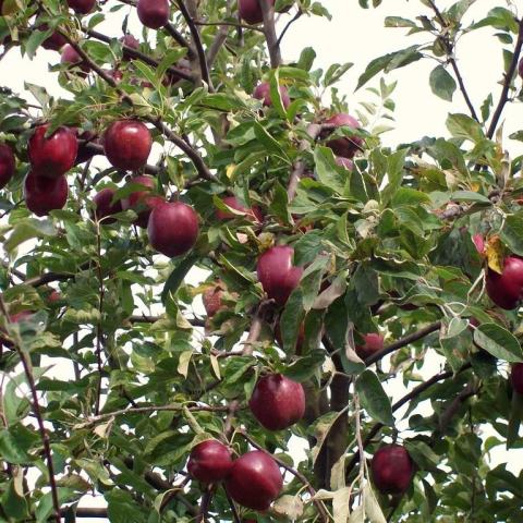 Foto van Malus 'Jonathan'