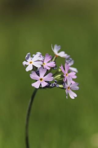 Foto van Melige sleutelbloem