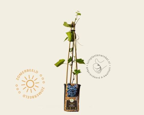 Foto van Blauwe druif ‘Boskoop Glory’