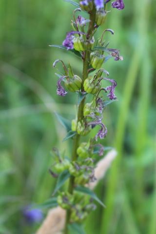 Foto van Blauwe waterlobelia