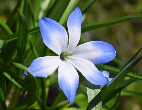 Foto van Tecophilaea 'onbeken'
