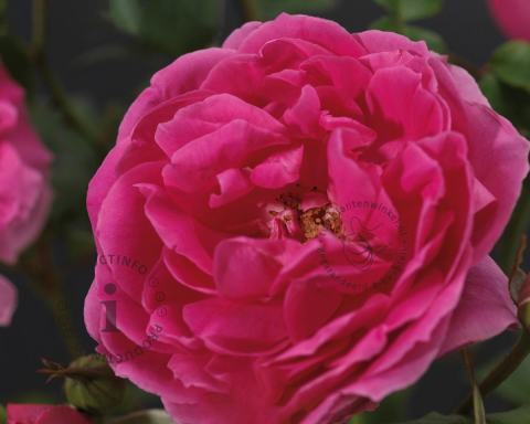 Foto van Klimroos ‘Pink Cloud’