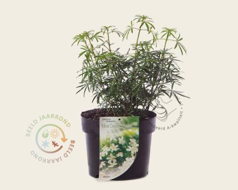 Foto van Mexicaanse oranjebloesem ‘White Dazzler’