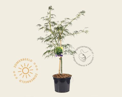 Foto van Japanse esdoorn ‘Dissectum’