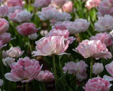 Foto van Gevulde of dubbelbloemige tulp ‘Angelique’