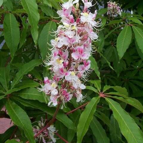 Foto van Aesculus 'Sydney Pearce'