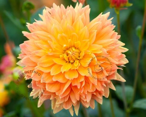 Foto van Dahlia ‘Deep Impact’