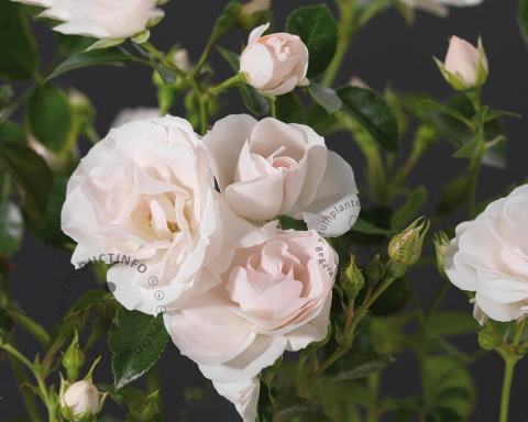 Foto van Trosroos ‘Aspirin Rose’