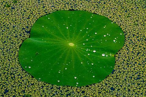Foto van Amerikaanse lotus