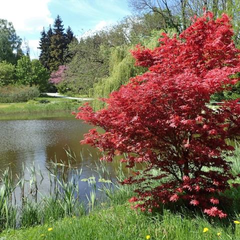 Foto van Japanse esdoorn