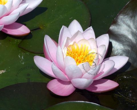 Foto van Waterlelie ‘Fabiola’