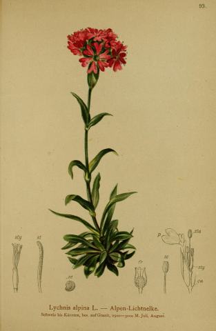 Foto van Alpenkoekoeksbloem