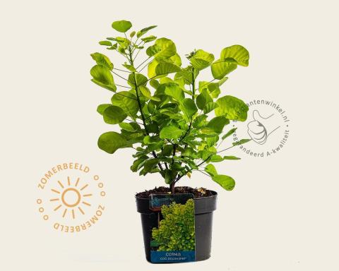 Foto van Pruikenboom ‘Golden Spirit’