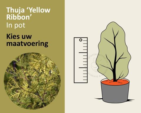 Foto van Westerse levensboom ‘Yellow Ribbon’