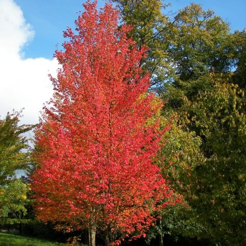 Foto van Acer 'Northwood'