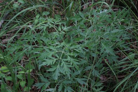 Foto van Sambucus 'Laciniata'
