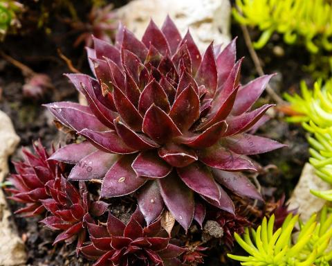 Foto van Huislook ‘Dark Beauty’