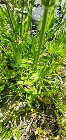 Foto van Macedonische knautia