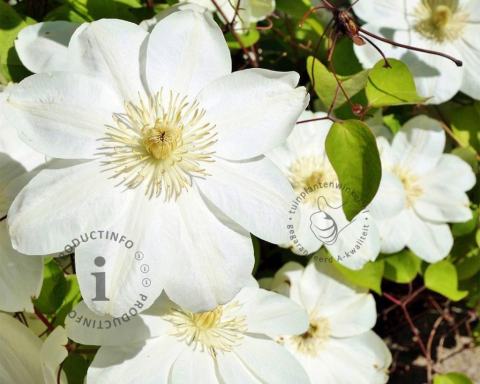 Foto van Bosrank ‘Guernsey Cream’