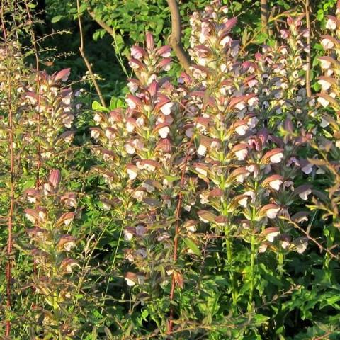 Foto van Hongaarse acanthus