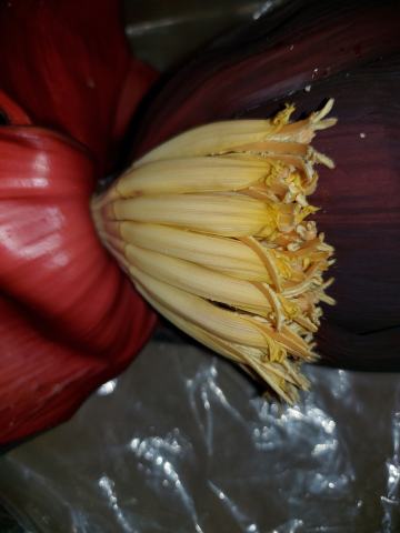 Foto van Darjeeling-banaan