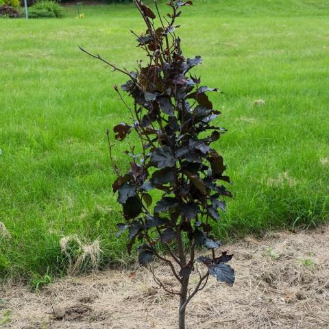 Foto van Fagus 'Red Obelisk'