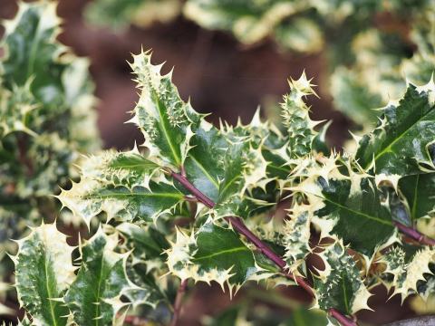 Foto van Ilex 'Ferox Argentea'