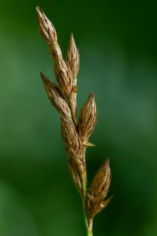 Foto van Palmzegge