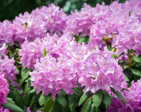 Foto van Rododendron ‘Roseum Elegans’