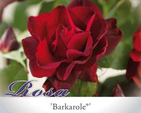 Foto van Grootbloemige roos ‘Barkarole’