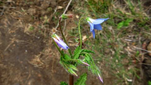 Foto van Dwergborage