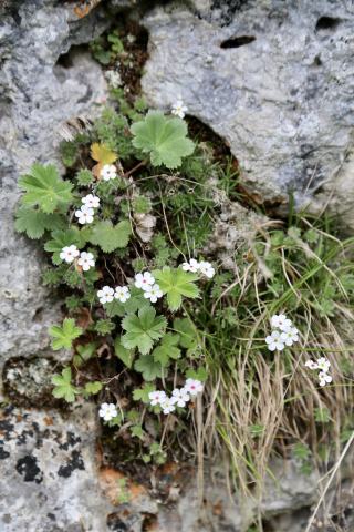 Foto van Spinnenweb-mansschild