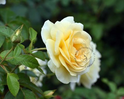 Foto van Bodembedekkende of miniatuur roos ‘Tsarina’