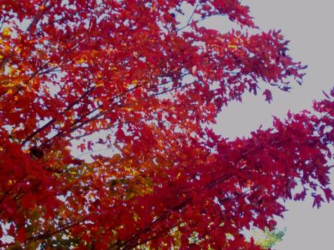 Foto van Acer 'Green Mountain'