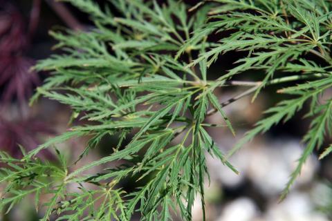 Foto van Acer 'Green Mist'
