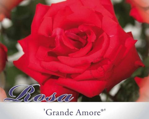 Foto van Grootbloemige roos ‘Grande Amore’