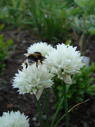 Foto van Allium 'Album'