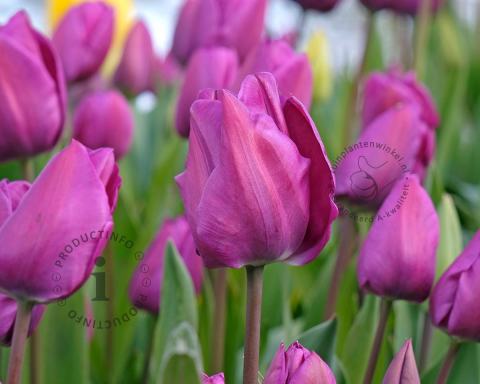 Foto van Tulp ‘Negrita’