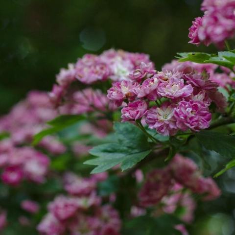 Foto van Crataegus 'Paul's Scarlet'