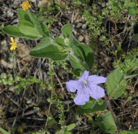 Foto van Wilde petunia