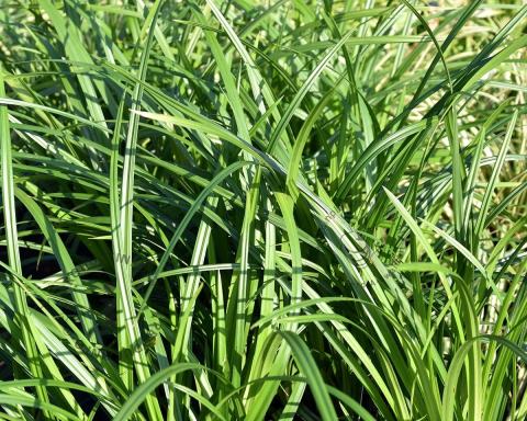 Foto van Japanse zegge ‘Irish Green’