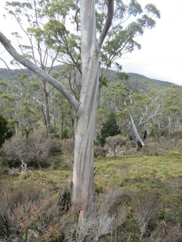 Foto van Tasmaanse eucalyptus