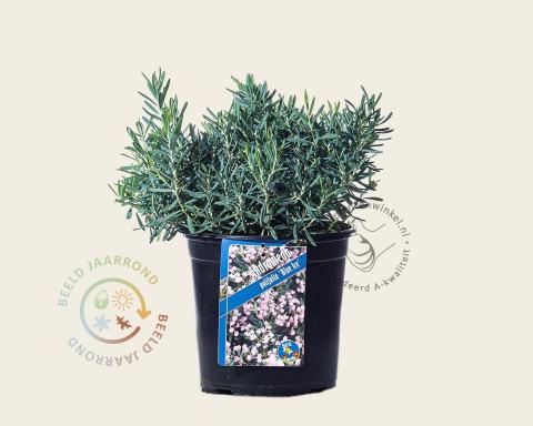 Foto van Lavendelheide ‘Blue Ice’