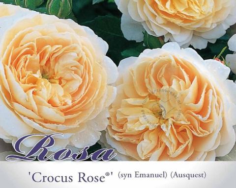 Foto van Grootbloemige trosroos ‘Crocus Rose’