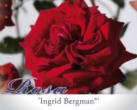 Foto van Grootbloemige roos ‘Ingrid Bergman’