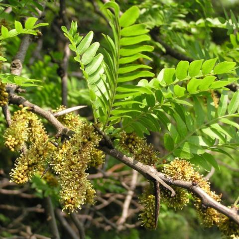 Foto van Gleditsia 'Suncole'